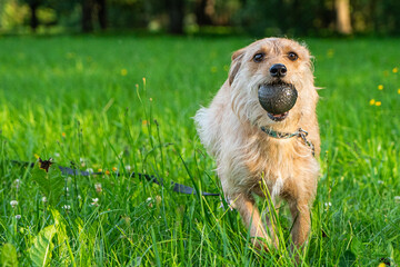 He is Pixel, a little dog with a lot of energy, he loves to run after a ball or a stick. He is enjoying a sunny summer afternoon in a meadow that has some small yellow flowers. 