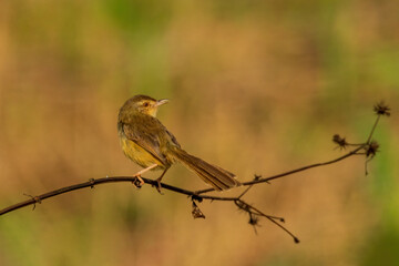The Plain Prinia (Prinia inornata) is a small warbler with drab brown upperparts, a whitish underbelly, and a long, slender tail.