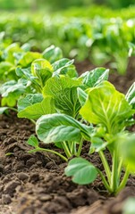 Obraz premium Highresolution image of a lush garden where crops are cultivated for cooking, Agronomy, Culinary garden