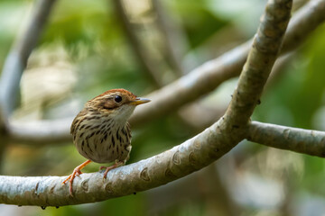 The Puff-throated Babbler (Pellorneum ruficeps) is a small bird with a distinctive puffed throat, brown upperparts, and white underparts with dark streaking.