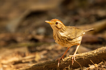 The Puff-throated Babbler (Pellorneum ruficeps) is a small bird with a distinctive puffed throat, brown upperparts, and white underparts with dark streaking.