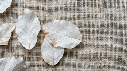 Close up of white silver poplar leaves on linen burlap fabric with frame