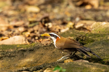 The White-browed Scimitar Babbler (Pomatorhinus schisticeps) is a medium-sized bird with a prominent white eyebrow, long curved bill, and dark brown upperparts.