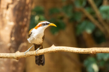 White-browed Scimitar Babbler (Pomatorhinus schisticeps)