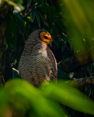 sleepy spotted wood owl (strix seloputo) resting on a tree, natural bokeh background