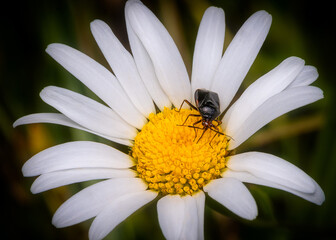 Obraz premium Macrophotography of an Oxeye Daisy (Leucanthemum vulgare).