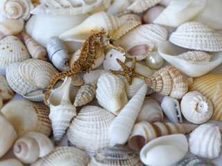 Overhead view of textured mixed neutral seashells, seahorse, starfish, and pearls for a tropical beach background, wallpaper or screensaver. 