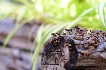 Closeup of Many small brown mushrooms up on a tree stump and a black worms with natural background at Thailand.