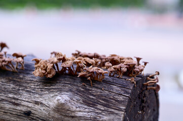 Closeup of Many small brown mushrooms up on a tree stump and a black worms with natural background at Thailand.