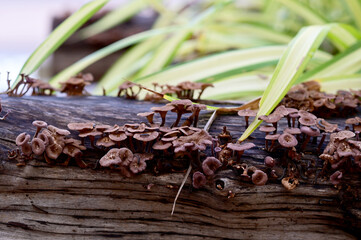 Closeup of Many small brown mushrooms up on a tree stump and a black worms with natural background...