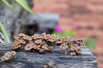Closeup of Many small brown mushrooms up on a tree stump and a black worms with natural background at Thailand.