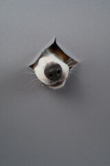 The nose of a Jack Russell Terrier dog sticks out through a gray cardboard background. Copy space. Vertical photo. 