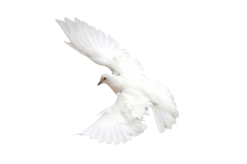 Beautiful of White dove isolated on transparent background png file