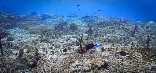 Underwater photo of coral conservation and a colorful coral reef that looks like a meadow. From a scuba dive off the coast of the island Nusa Lembongan, Bali in Indonesia.