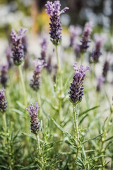 View from the Lavender Field. 