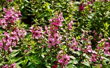 Beautiful pink Narrowleaf Angelon flowers isolated on horizontal ratio green leaves with natural bright sun lights.