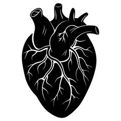 Human heart vector silhouette illustration