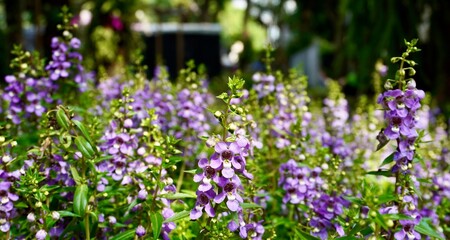 Fototapeta premium Beautiful Narrowleaf Angelon or angelonia angustifolia purple flowers isolated on horizontal green leaves background.