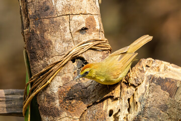 The Pin-striped Tit-Babbler (Mixornis gularis) is a small, active bird characterized by its...