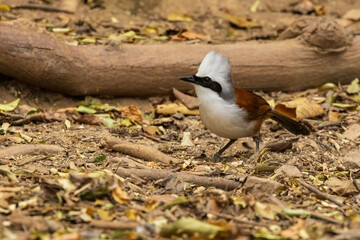 The White-crested Laughingthrush (Garrulax leucolophus) is a large, social bird with striking white crest, brown upperparts, and white underparts. 
