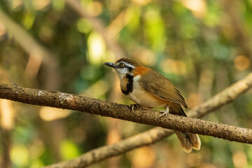 The Lesser Necklaced Laughingthrush (Garrulax monileger) is a medium-sized bird with a brown body, white throat, and distinctive black neck band. 