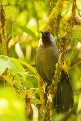 The Silver-eared Laughingthrush (Trochalopteron melanostigma) is a medium-sized bird with olive-brown plumage, a striking silver patch behind its eye, and a black mask. 