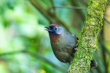The Silver-eared Laughingthrush (Trochalopteron melanostigma) is a medium-sized bird with olive-brown plumage, a striking silver patch behind its eye, and a black mask. 