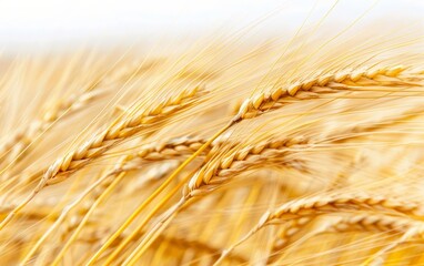 Vibrant photo of golden paddies swaying in the wind, ready for gathering, Paddies, Harvestready