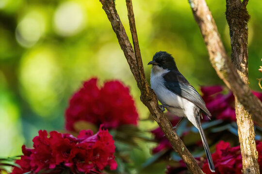 The Dark-backed Sibia (Heterophasia melanoleuca) is a medium-sized bird with striking black upperparts and white underparts, featuring a long tail and a slightly curved bill. 