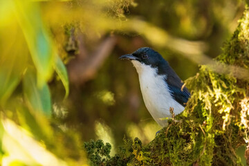 The Dark-backed Sibia (Heterophasia melanoleuca) is a medium-sized bird with striking black upperparts and white underparts, featuring a long tail and a slightly curved bill. 