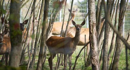 Group of deer standing in a forest enclosure with trees and sunlight