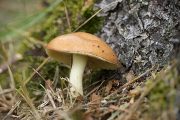 Closeup of Suillus granulatus mushroom growing near tree trunk in forest