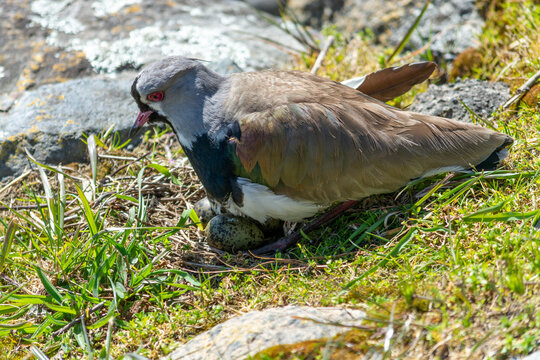 El tero (Vanellus chilensis), ​ tambi&eacute;n llamado tero-tero, queltehue, treile anidando.