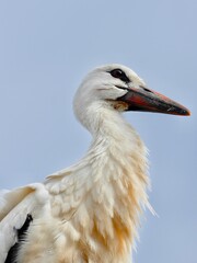 white stork ciconia