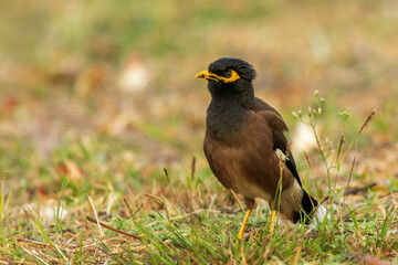 The Common Myna (Acridotheres tristis) is a medium-sized bird with brown body plumage, a glossy black head, and bright yellow patches around the eyes.