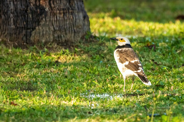 The Black-collared Starling (Gracupica nigricollis) is a medium-sized bird with striking black and white plumage, a distinctive black collar around its neck.