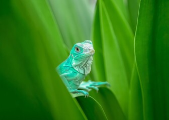 green lizard on a branch