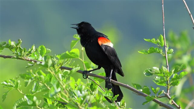 A red winged black bird perched on a leafy branch on a bush on a summer day.