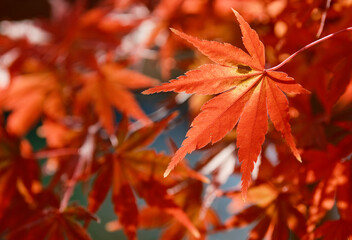 穏やかな秋の陽射しを浴びた鮮やかな紅葉
