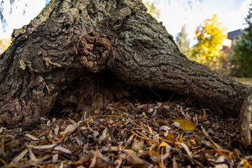 Autumn sunlight filters through leaves - casting dappled shadows on a gnarled tree trunk - surrounded by a carpet of fallen foliage, signaling the change of seasons. Taken in Toronto, Canada.