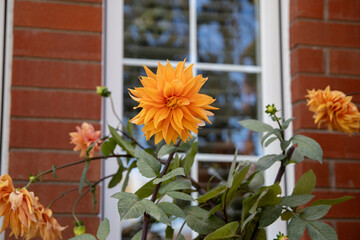 Vibrant orange dahlia in full bloom, set against a backdrop of red brick wall and window reflections, surrounded by green foliage and budding flowers. Taken in Toronto, Canada.