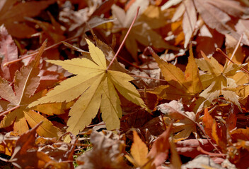 地面の上の沢山の紅葉の落ち葉