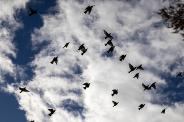 Sunlit cloudscape with silhouetted birds in flight - cumulus clouds against a deep blue sky - dynamic natural scene - wildlife in motion. Taken in Toronto, Canada.