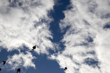 Sunlit cloudscape with silhouetted birds in flight - cumulus clouds against a deep blue sky - dynamic natural scene - wildlife in motion. Taken in Toronto, Canada.