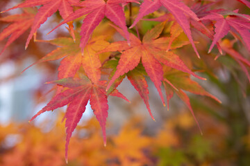 Vibrant autumn foliage - Japanese maple leaves transitioning from green to fiery reds and oranges - close-up showcasing intricate leaf patterns and textures. Taken in Toronto, Canada.