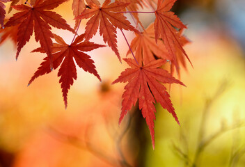 穏やかな秋の陽射しを浴びた鮮やかな紅葉
