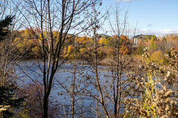 Fototapeta premium Autumnal scene - serene lake surrounded by foliage in vibrant hues of orange and yellow - clear blue sky with wispy clouds. Taken in Toronto, Canada.
