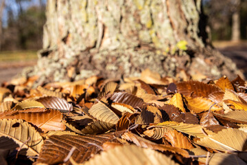 Autumnal scene with crisp, fallen chestnut leaves in foreground - sturdy tree trunk rising in background. Taken in Toronto, Canada.