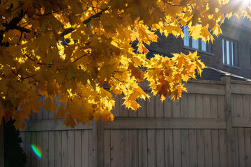 Sunlight filters through golden-yellow maple leaves - clear sky backdrop - wooden fence and brick building. Taken in Toronto, Canada.
