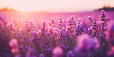 Naklejka premium Lavender field at sunset